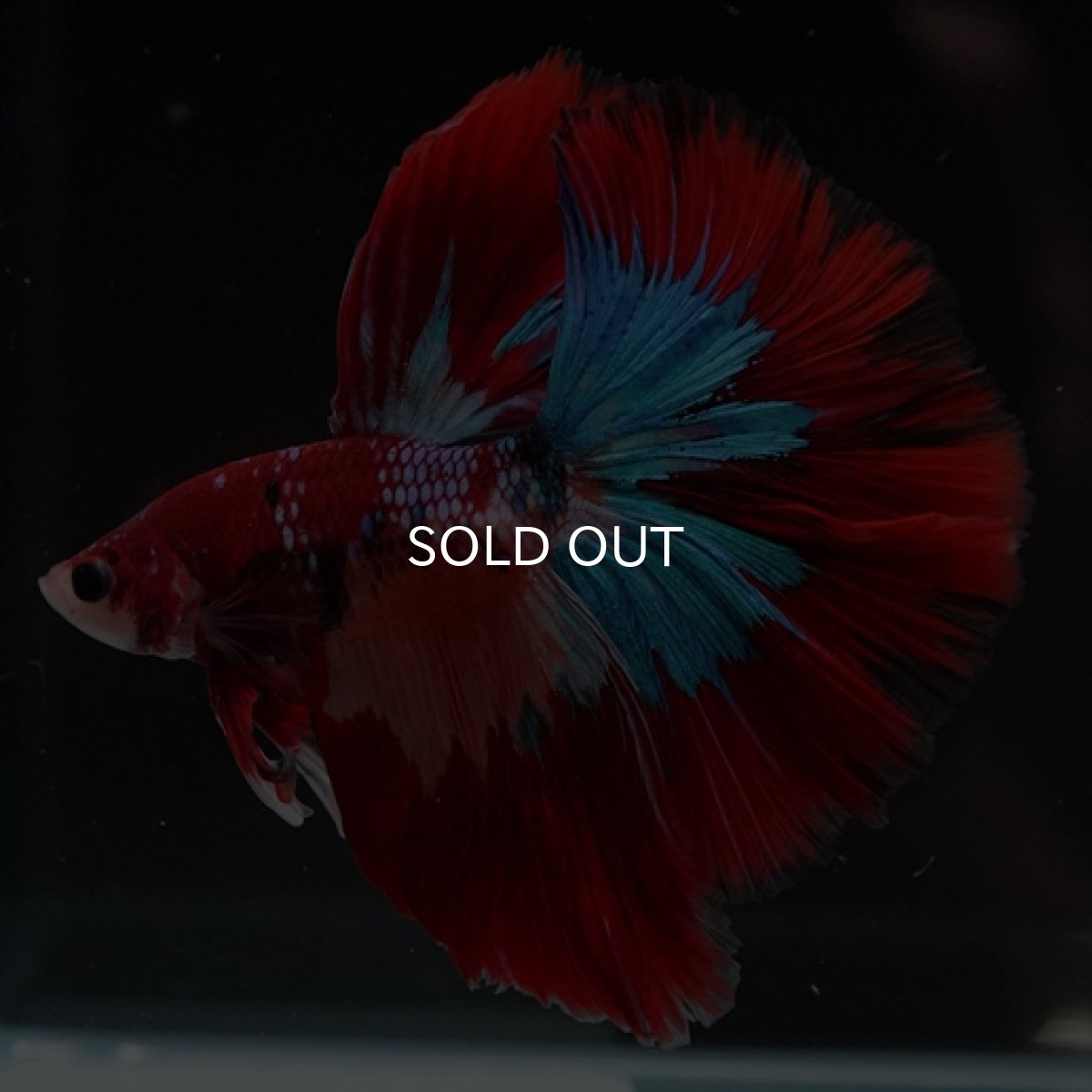 画像4: HM キャンディ (4)