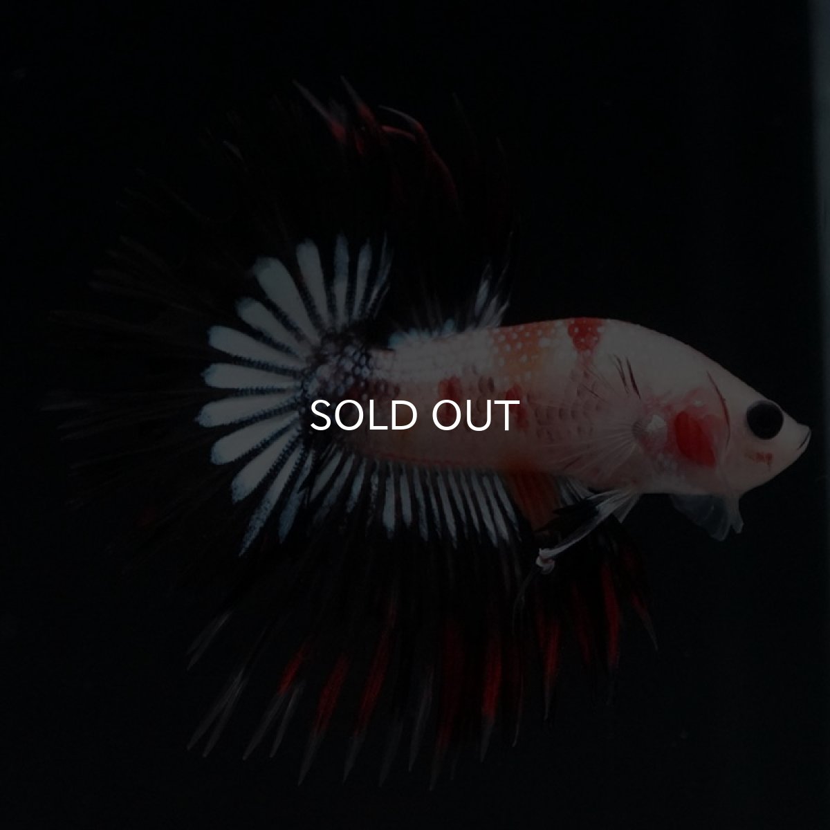 画像5: CT オレンジファンシー (5)