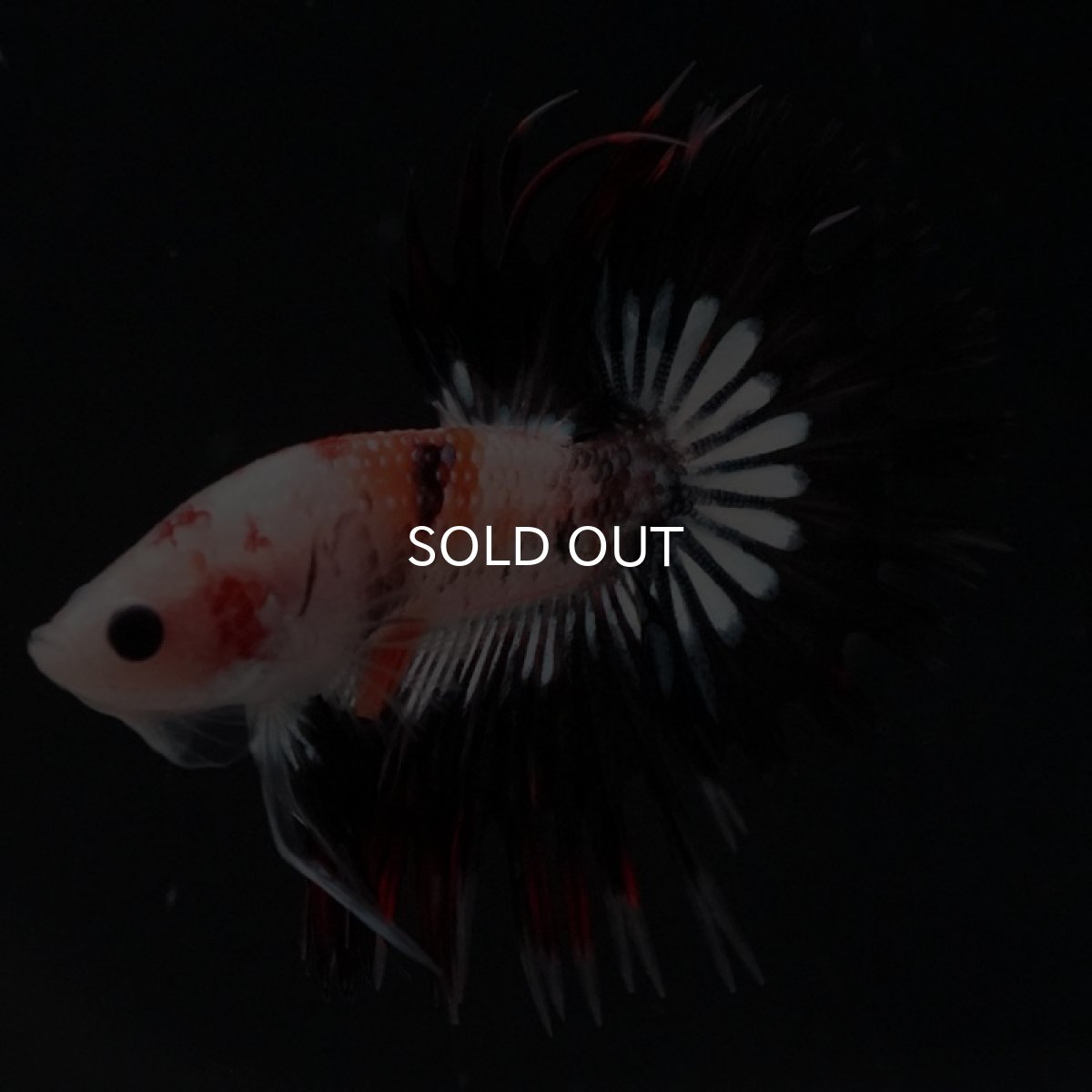 画像2: CT オレンジファンシー (2)