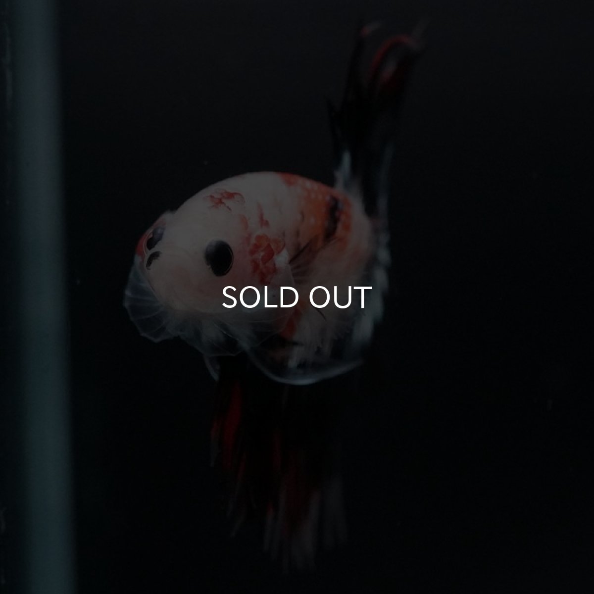 画像4: CT オレンジファンシー (4)