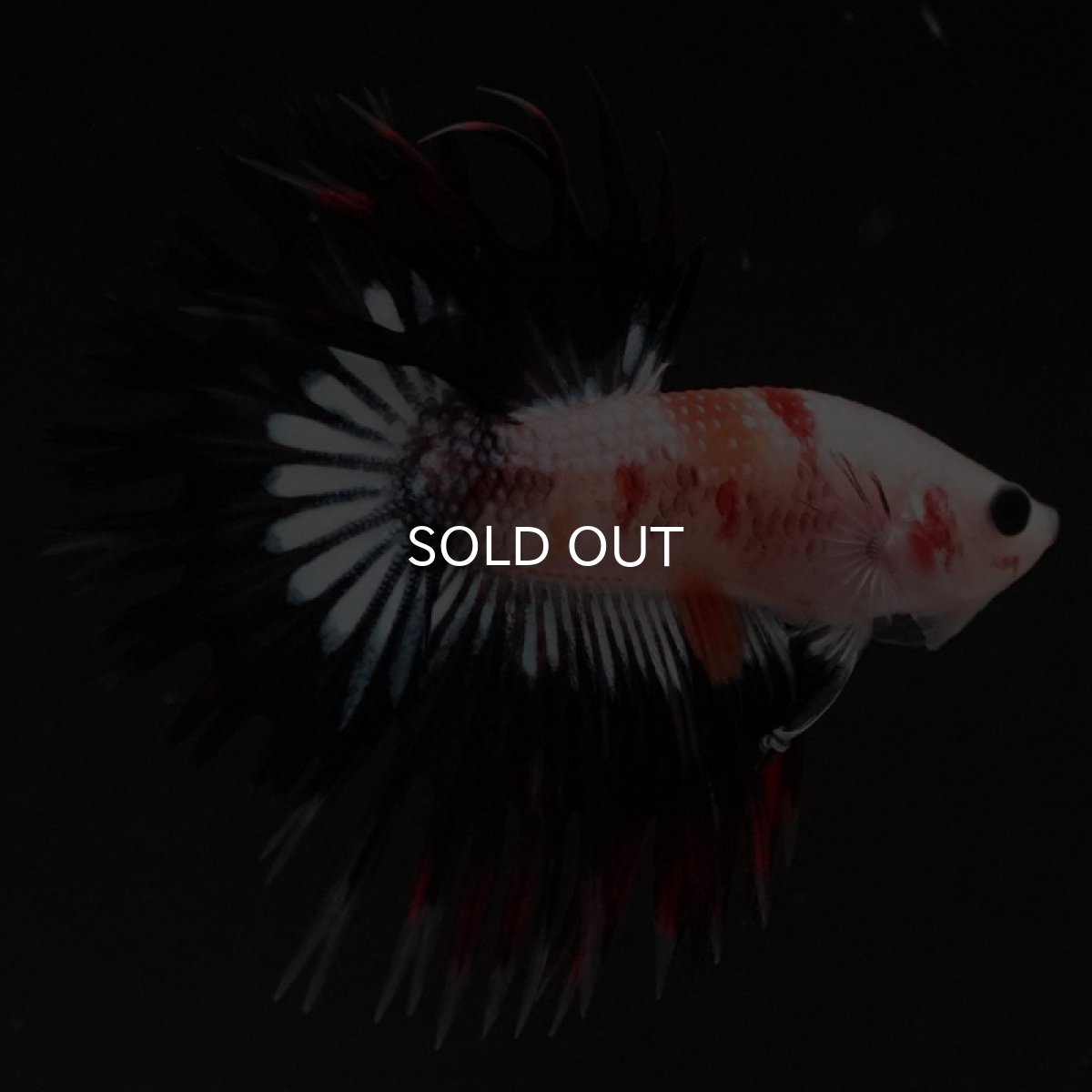 画像3: CT オレンジファンシー (3)