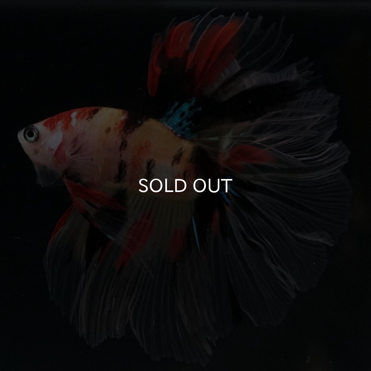 画像4: HM キャンディ ローズテール (4)