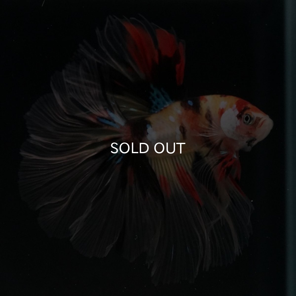 画像6: HM キャンディ ローズテール (6)