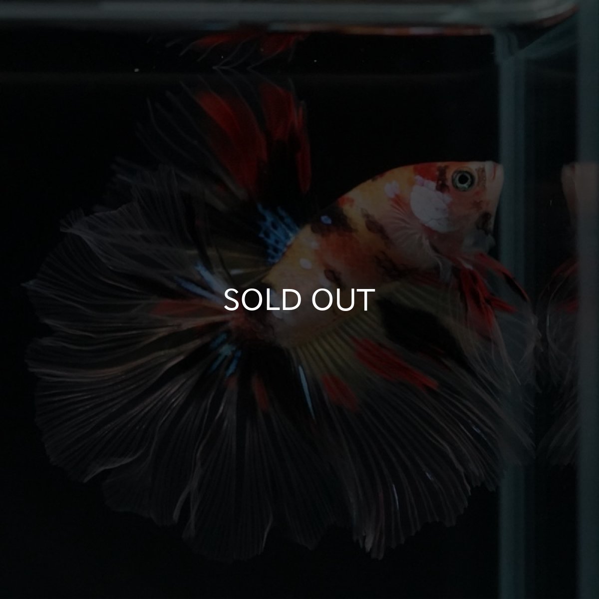 画像5: HM キャンディ ローズテール (5)