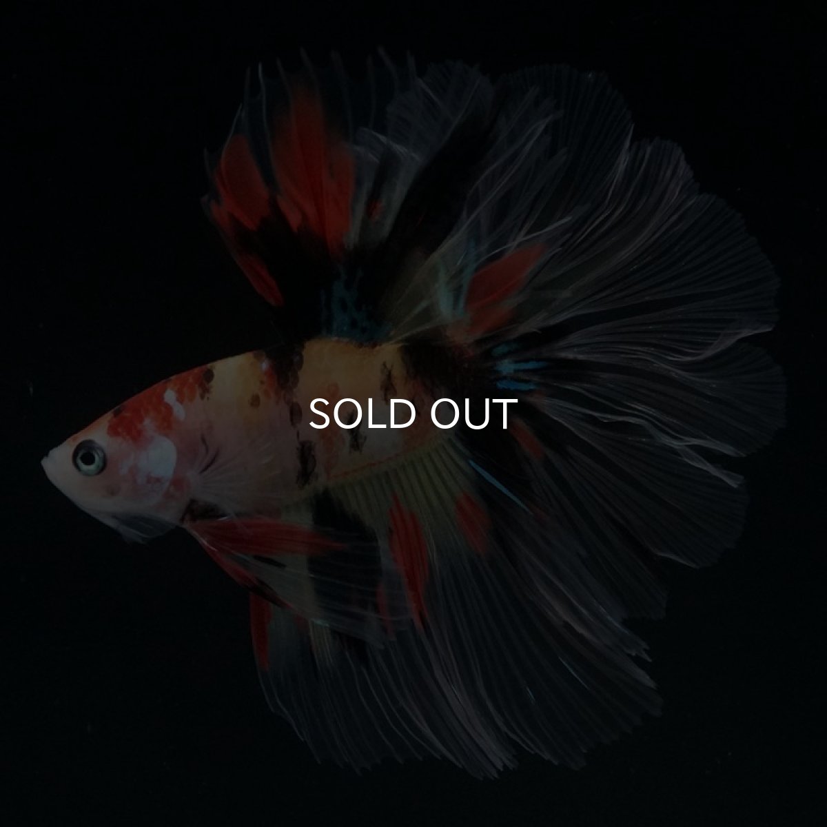 画像2: HM キャンディ ローズテール (2)