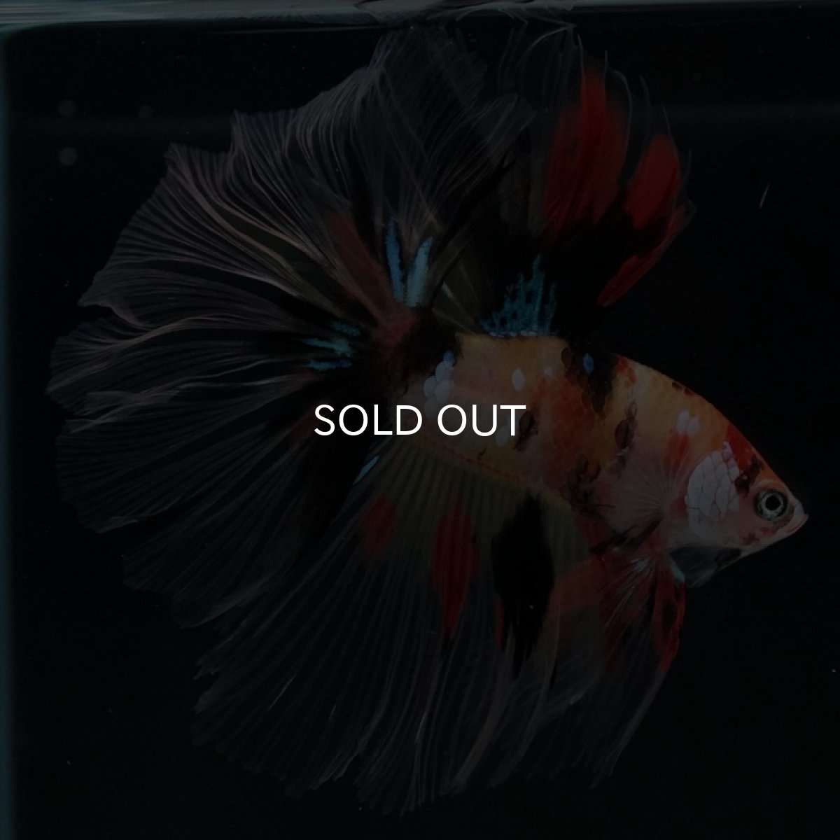 画像3: HM キャンディ ローズテール (3)