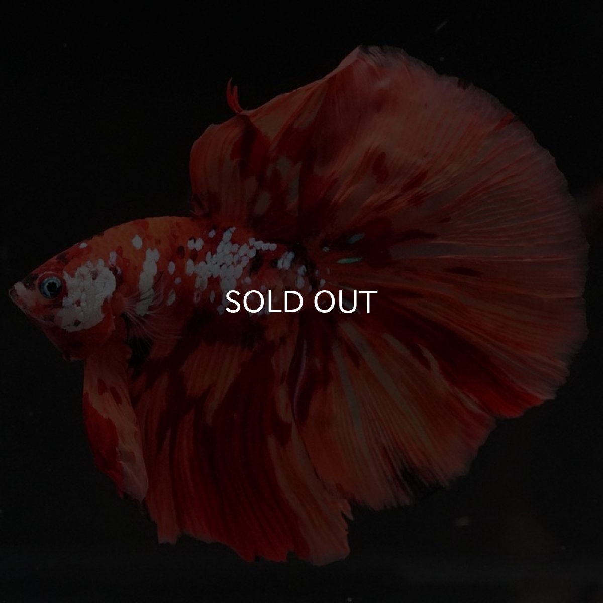 画像3: HM キャンディ (3)