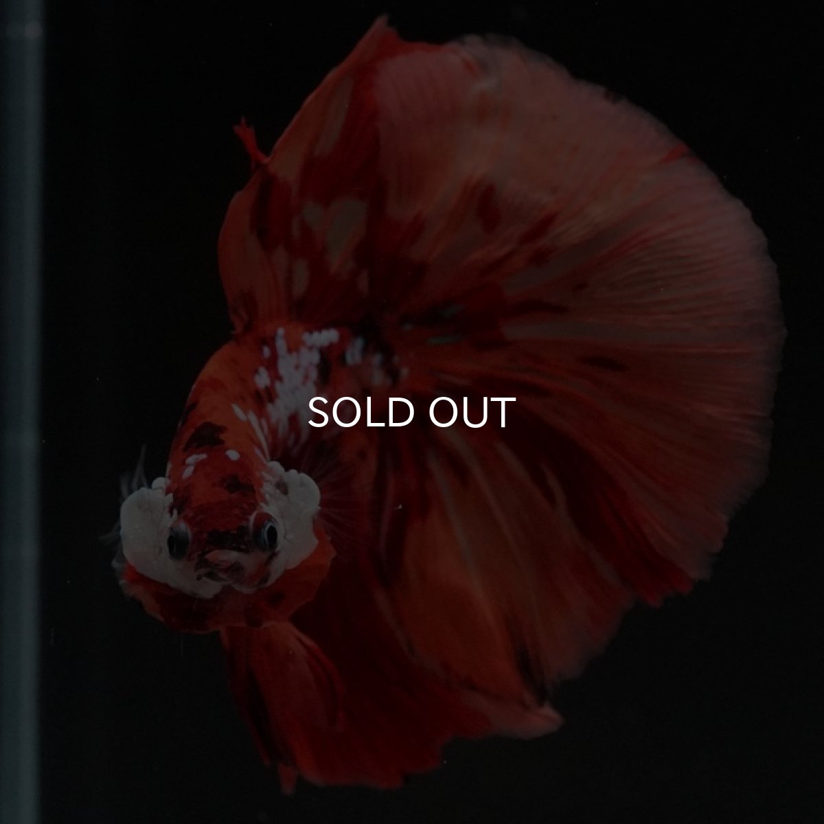 画像2: HM キャンディ (2)