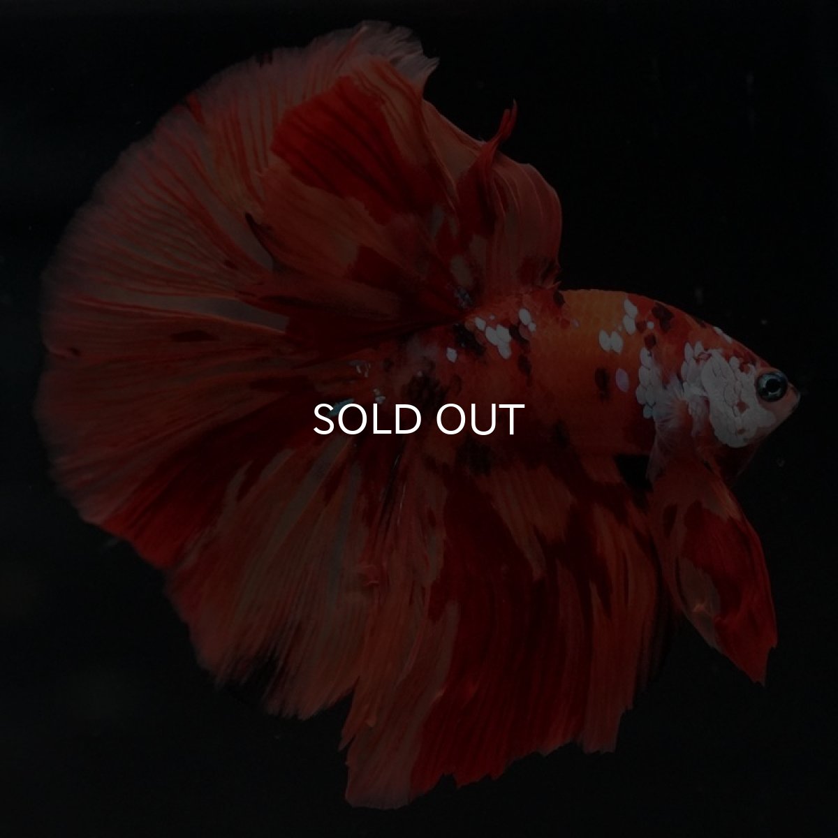 画像5: HM キャンディ (5)