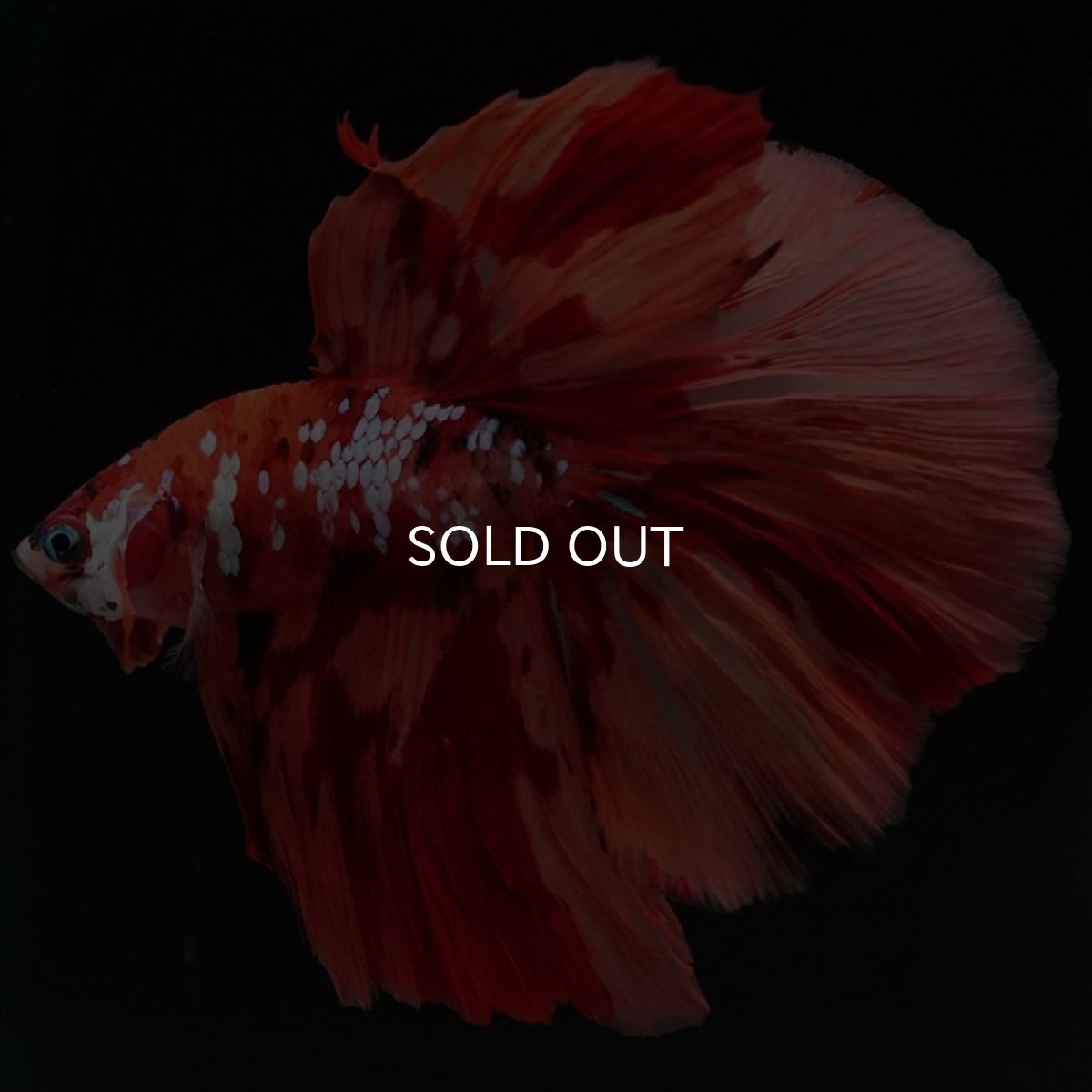 画像6: HM キャンディ (6)