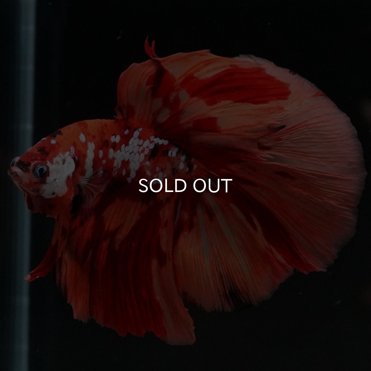 画像4: HM キャンディ (4)