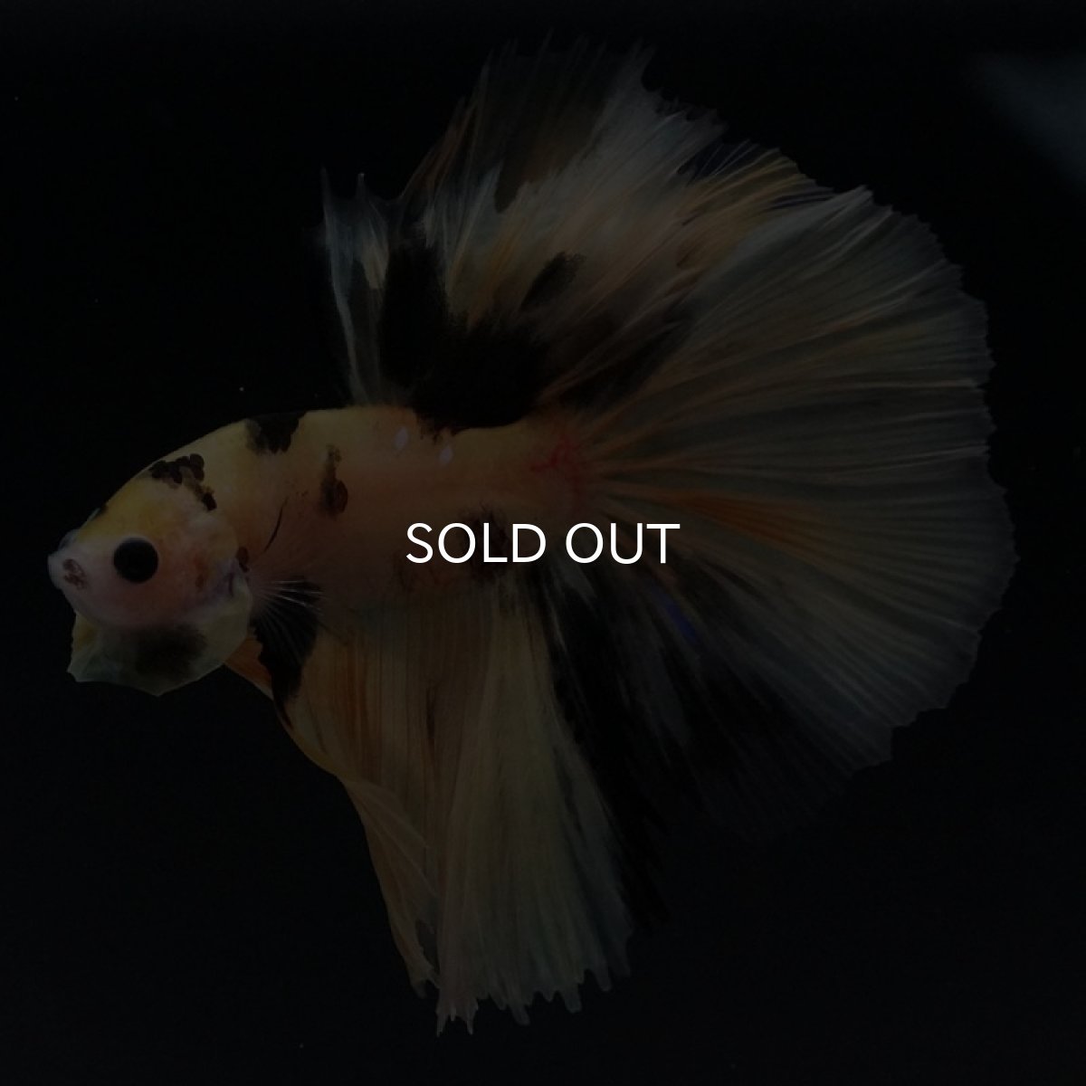 画像4: HM　鯉イエロー (4)