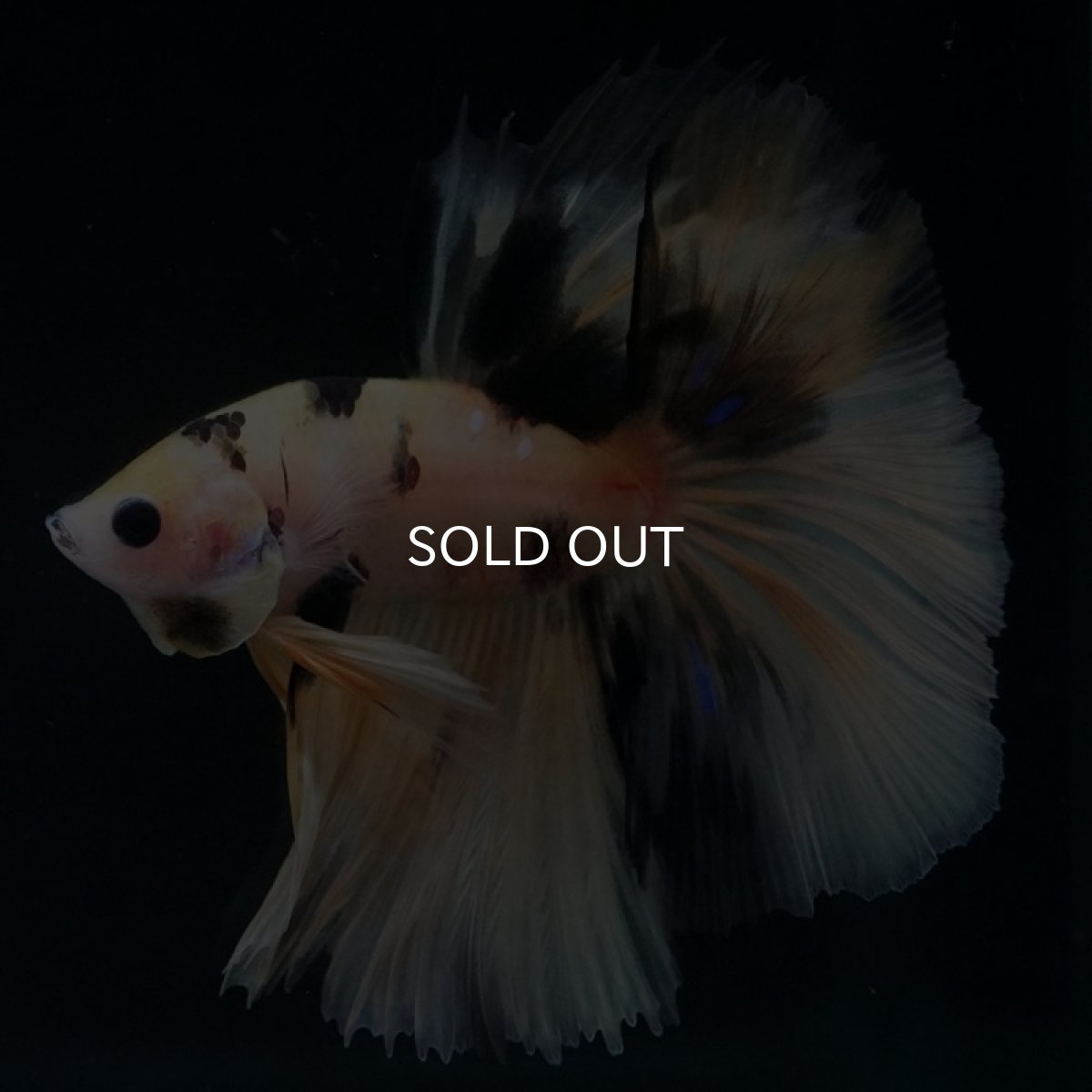 画像3: HM　鯉イエロー (3)