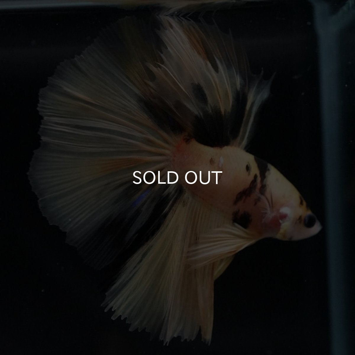 画像2: HM　鯉イエロー (2)