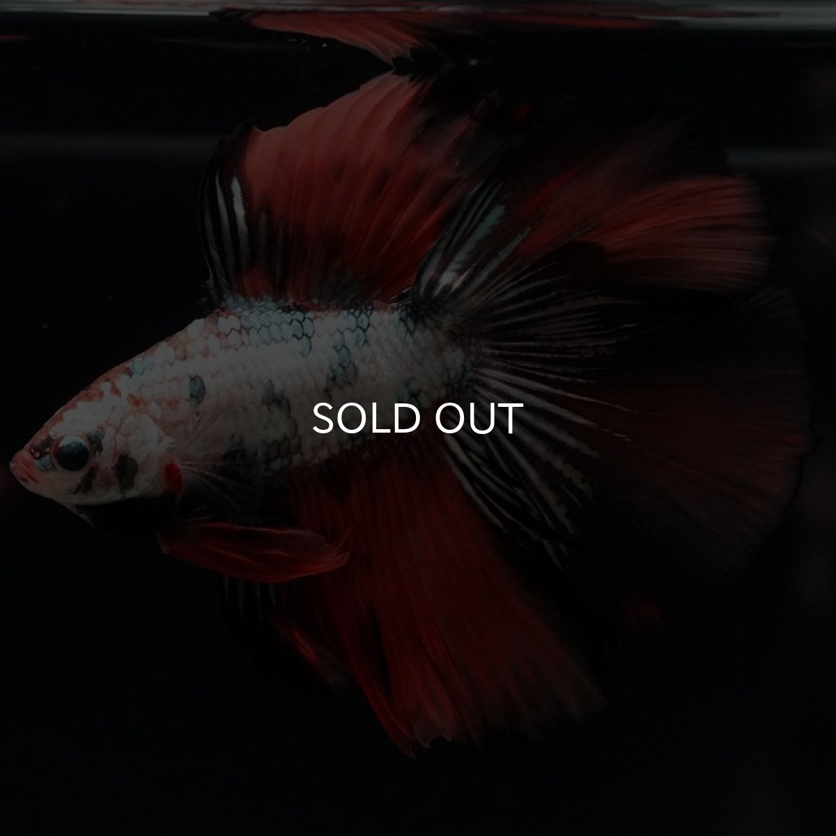 画像7: DTHM　キャンディカッパー (7)