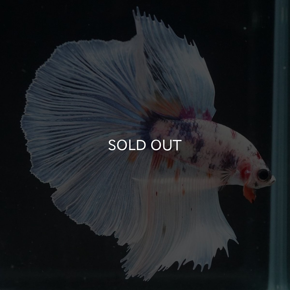 画像6: HM ホワイトファンシー (6)