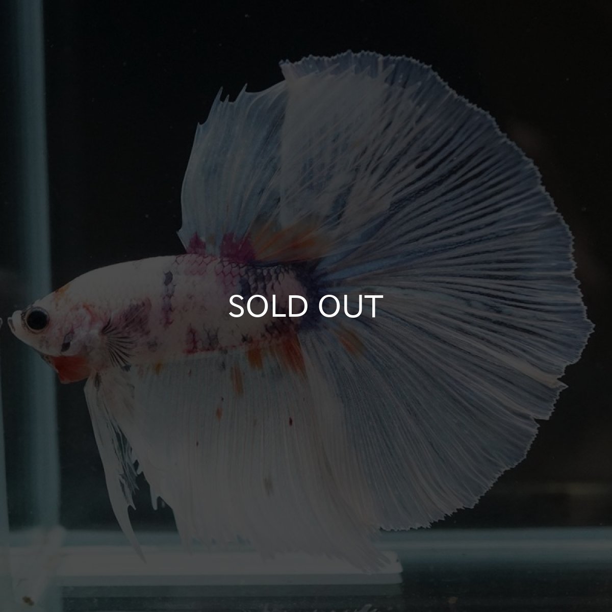 画像5: HM ホワイトファンシー (5)