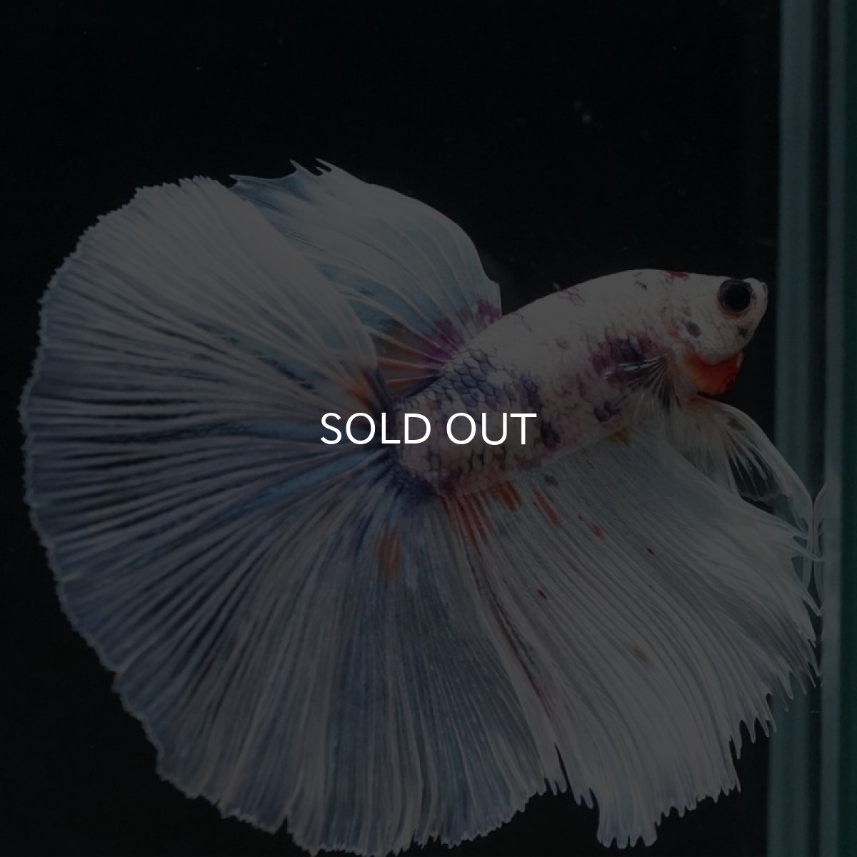 画像4: HM ホワイトファンシー (4)