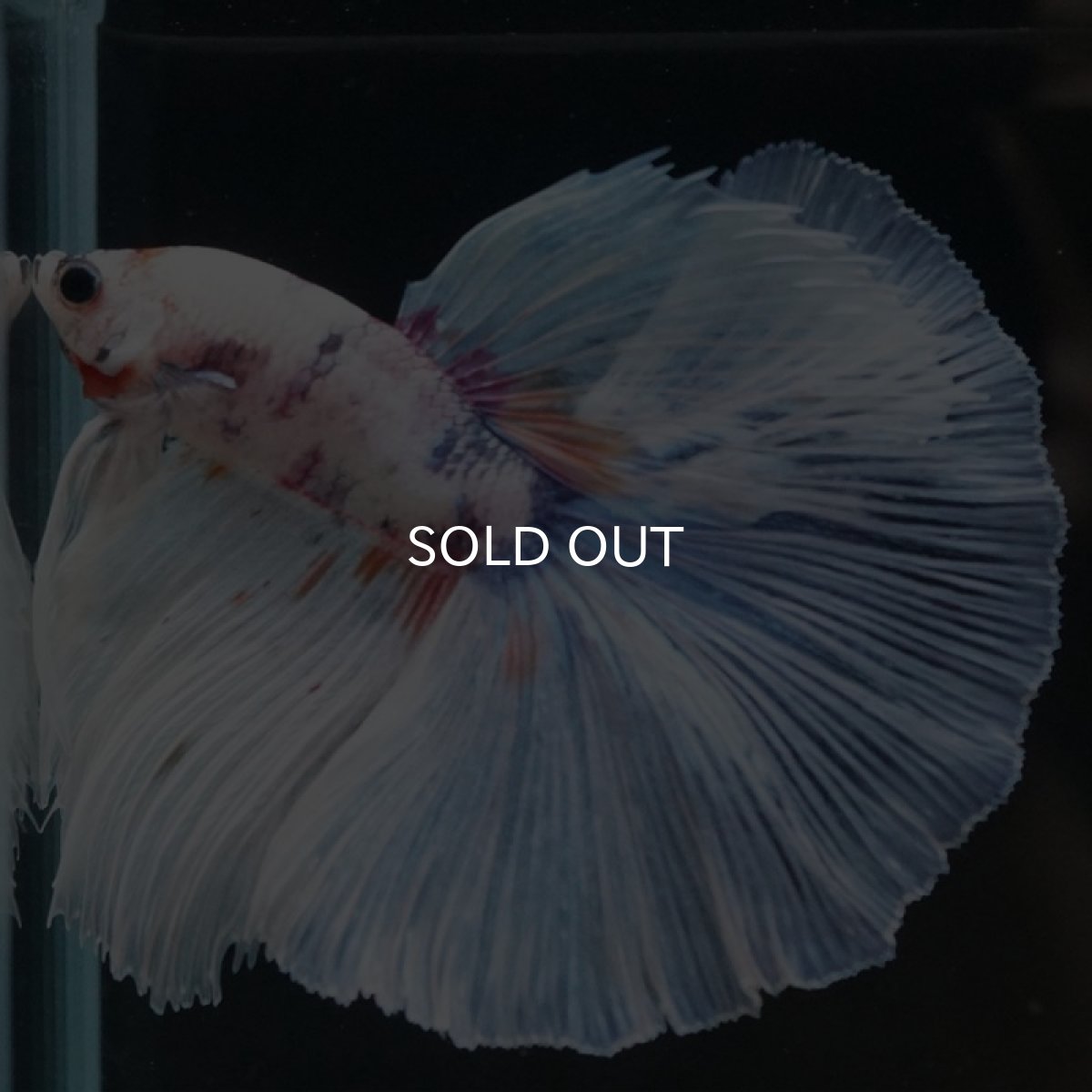 画像2: HM ホワイトファンシー (2)