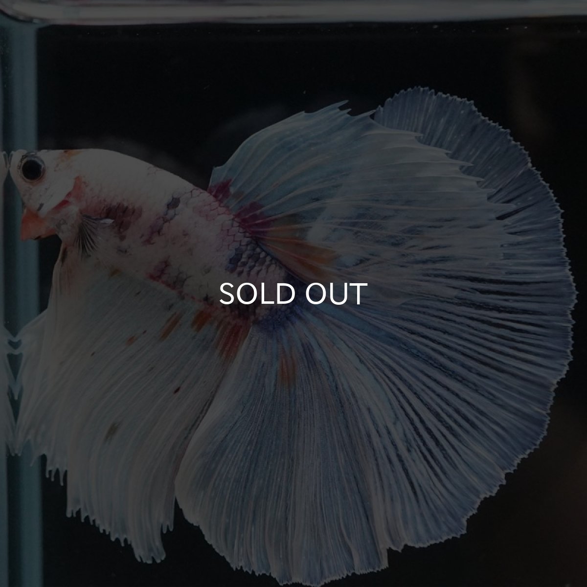 画像3: HM ホワイトファンシー (3)