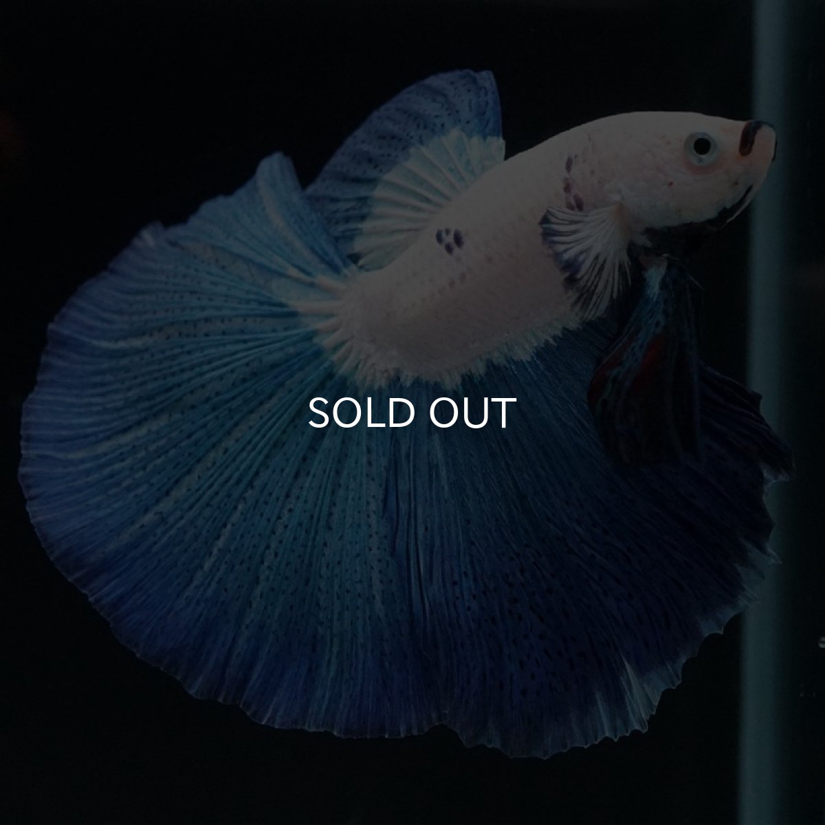 画像3: HM ホワイトファンシー (3)