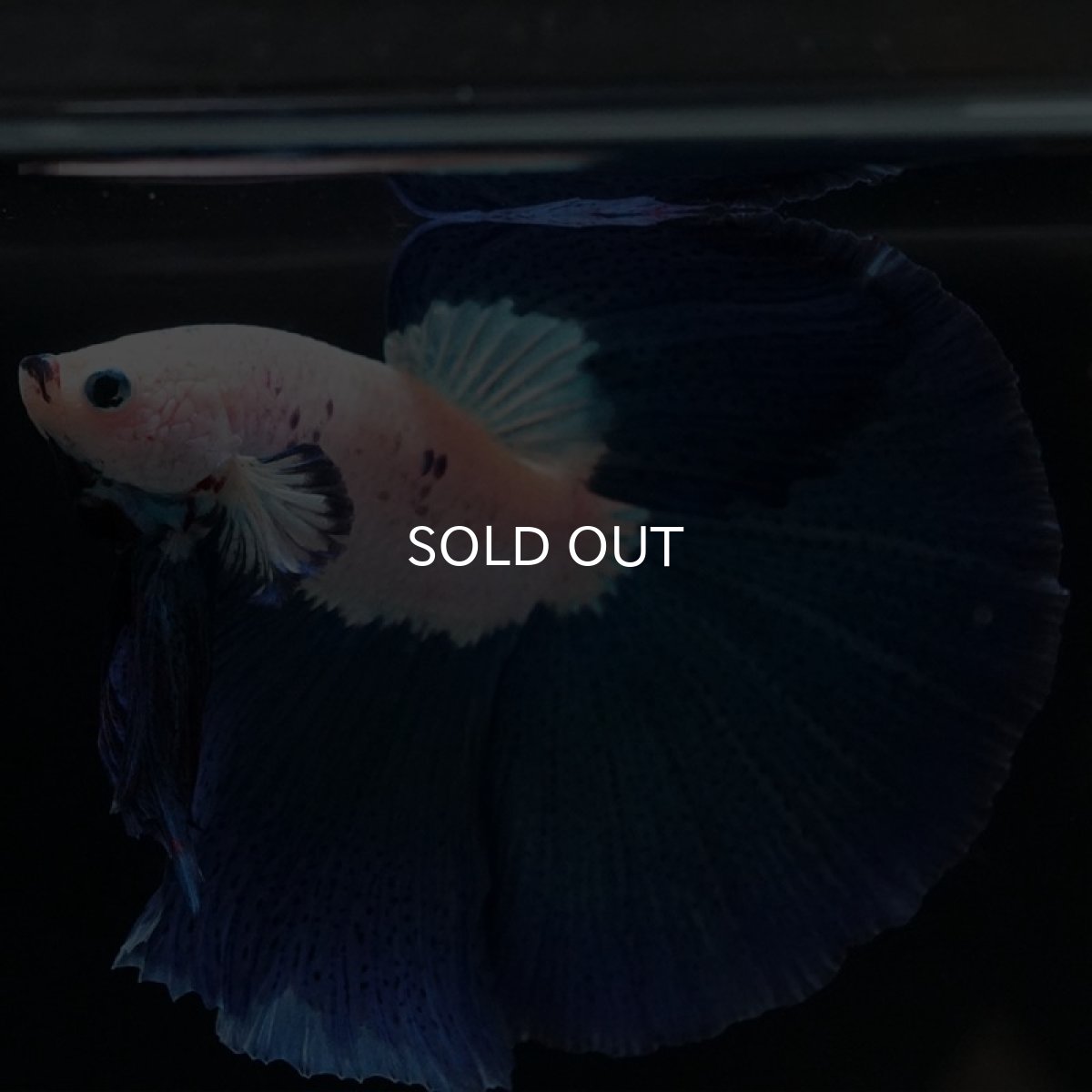 画像4: HM ホワイトファンシー (4)