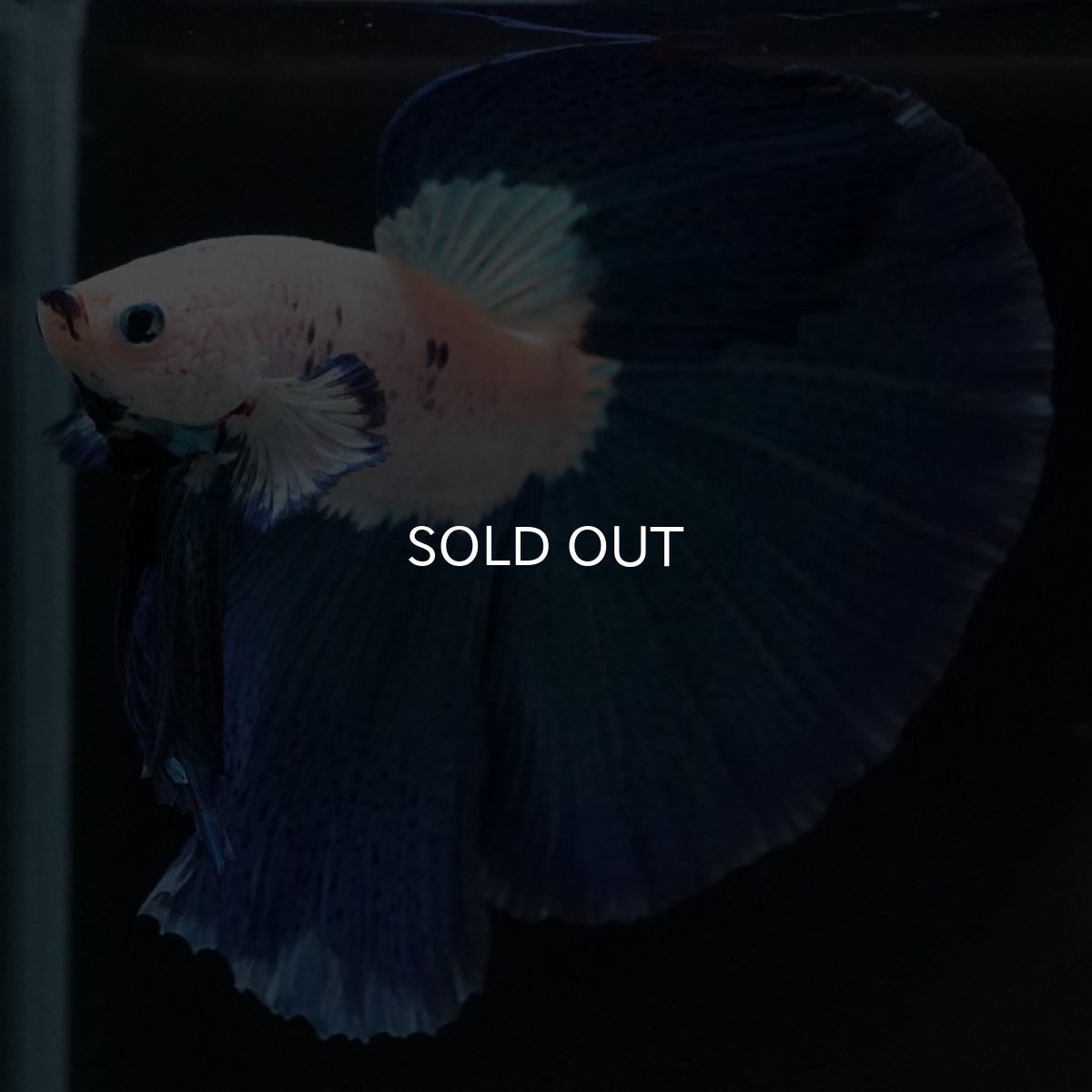 画像2: HM ホワイトファンシー (2)