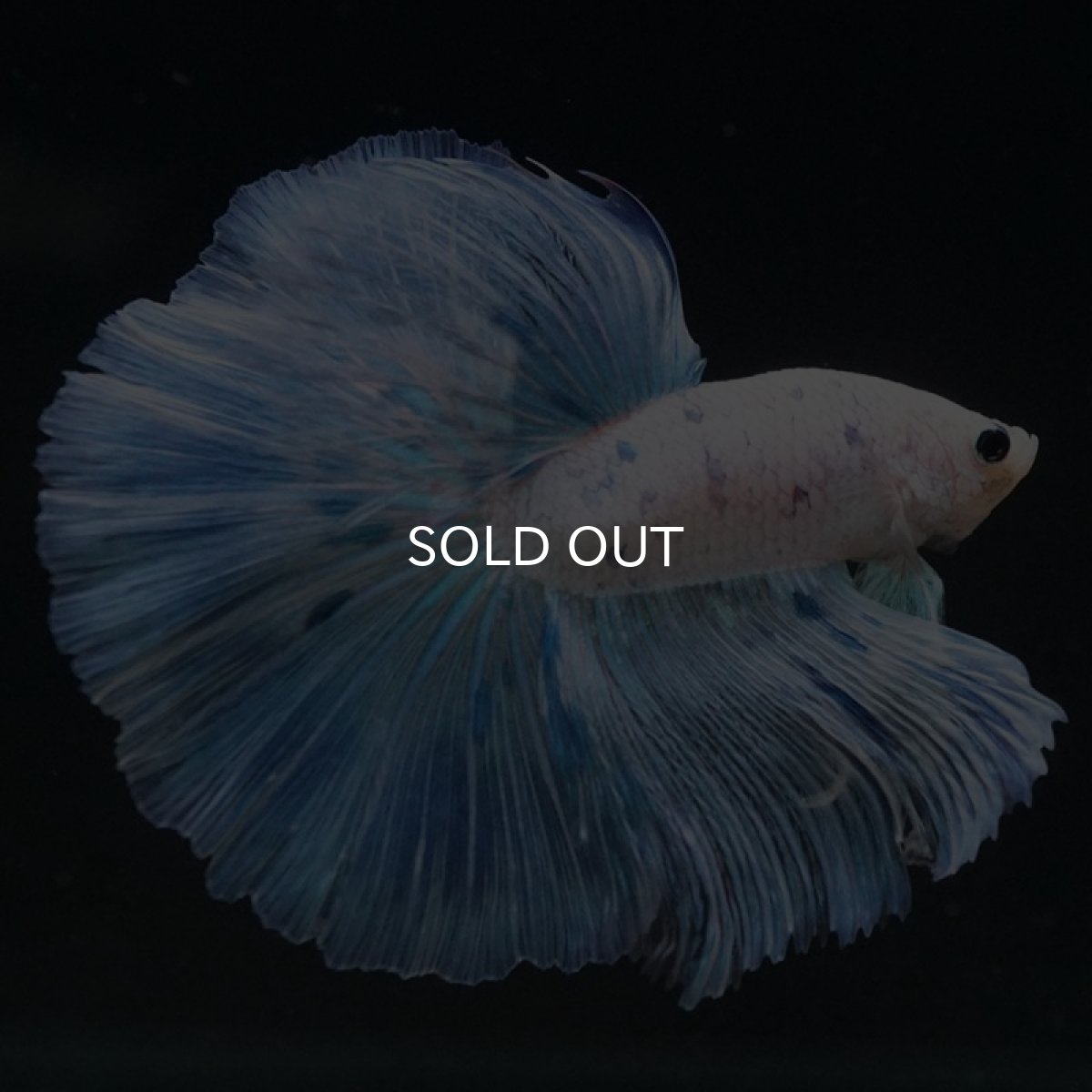 画像7: HM　ホワイトブルーファンシー (7)