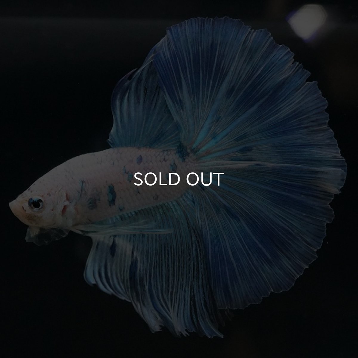 画像5: HM　ホワイトブルーファンシー (5)