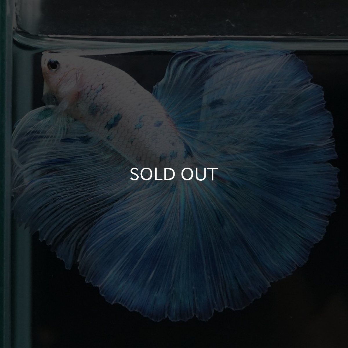 画像3: HM　ホワイトブルーファンシー (3)