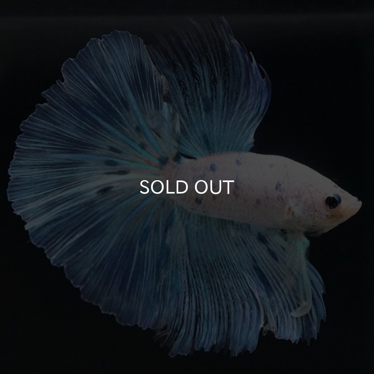 画像2: HM　ホワイトブルーファンシー (2)