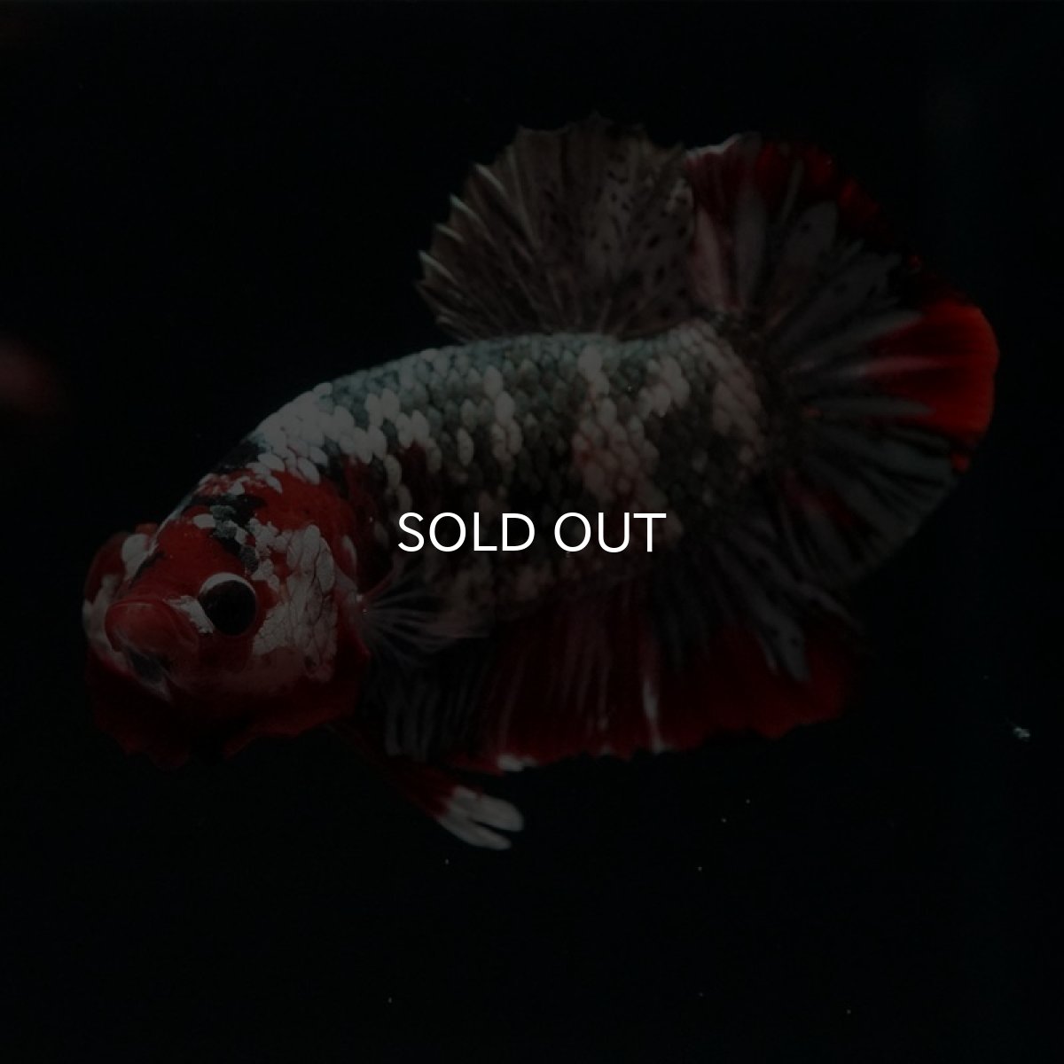 画像7: HMPK 鯉カッパーギャラクシー (7)