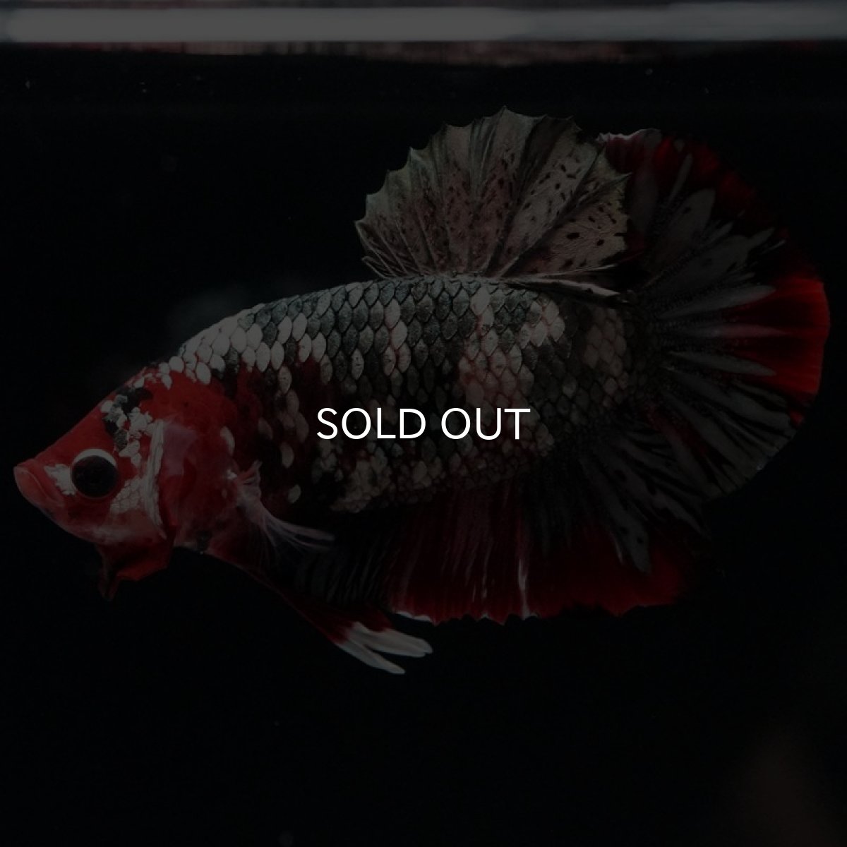 画像5: HMPK 鯉カッパーギャラクシー (5)