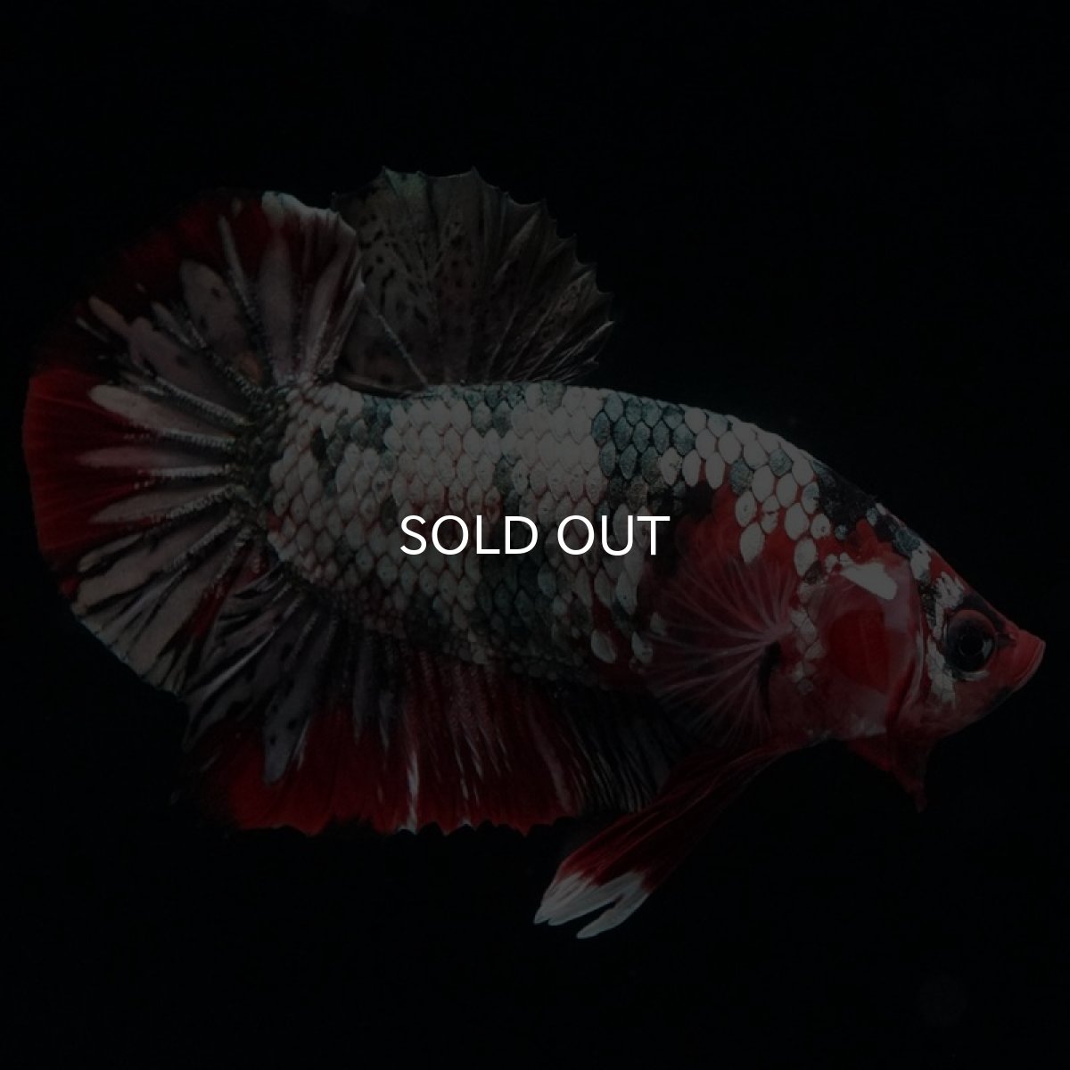 画像4: HMPK 鯉カッパーギャラクシー (4)