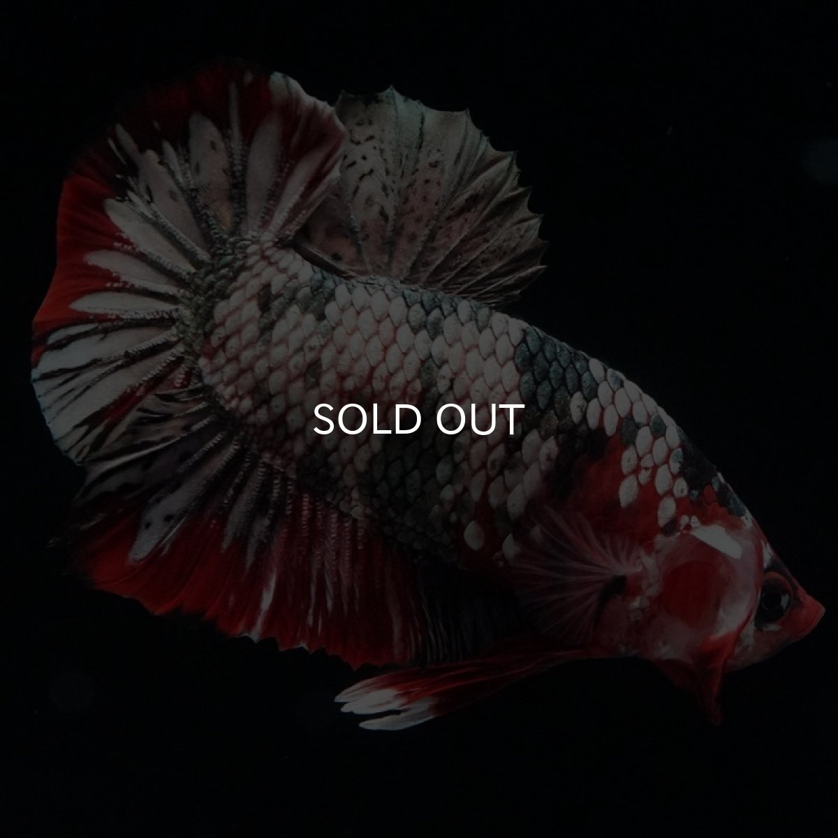 画像6: HMPK 鯉カッパーギャラクシー (6)