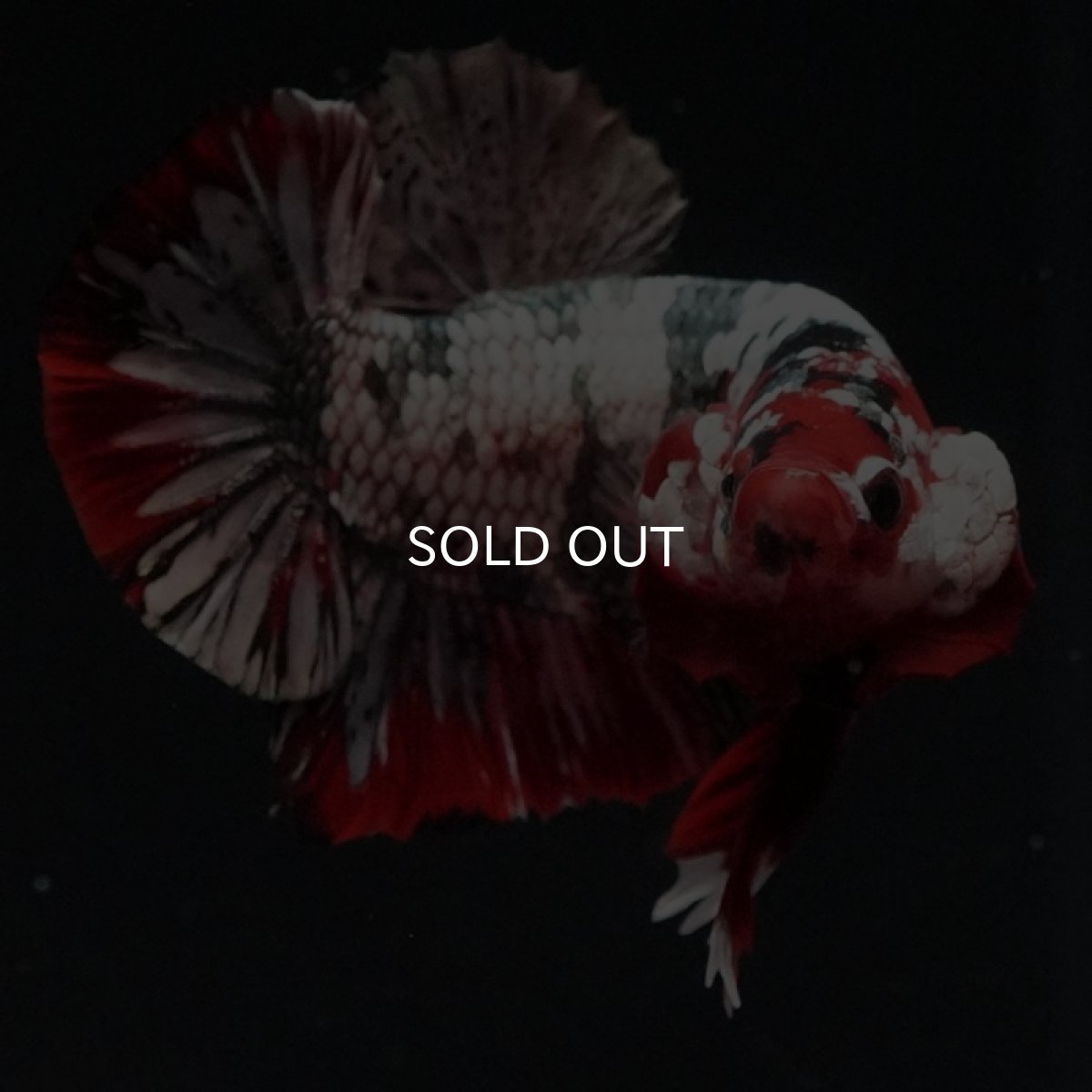 画像2: HMPK 鯉カッパーギャラクシー (2)