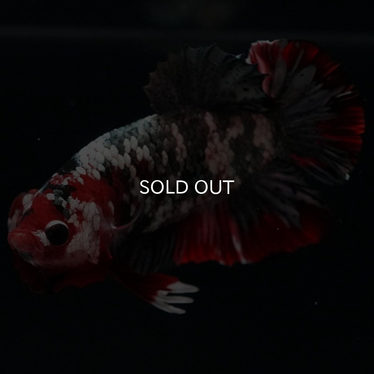 画像3: HMPK 鯉カッパーギャラクシー (3)