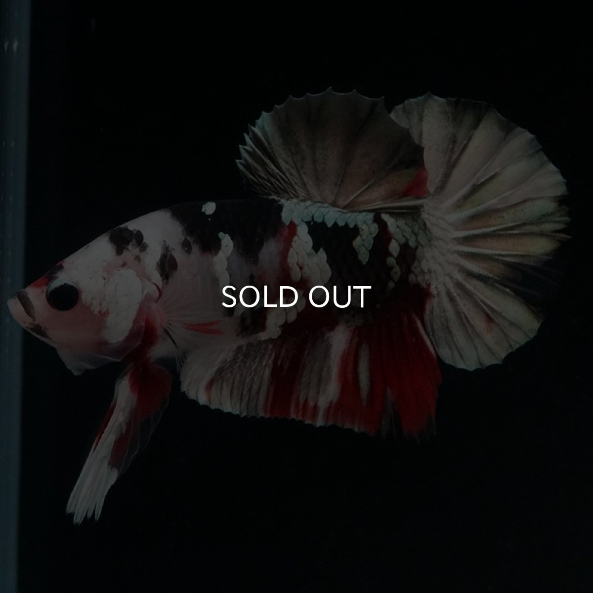 画像5: HMPK　鯉カッパー (5)