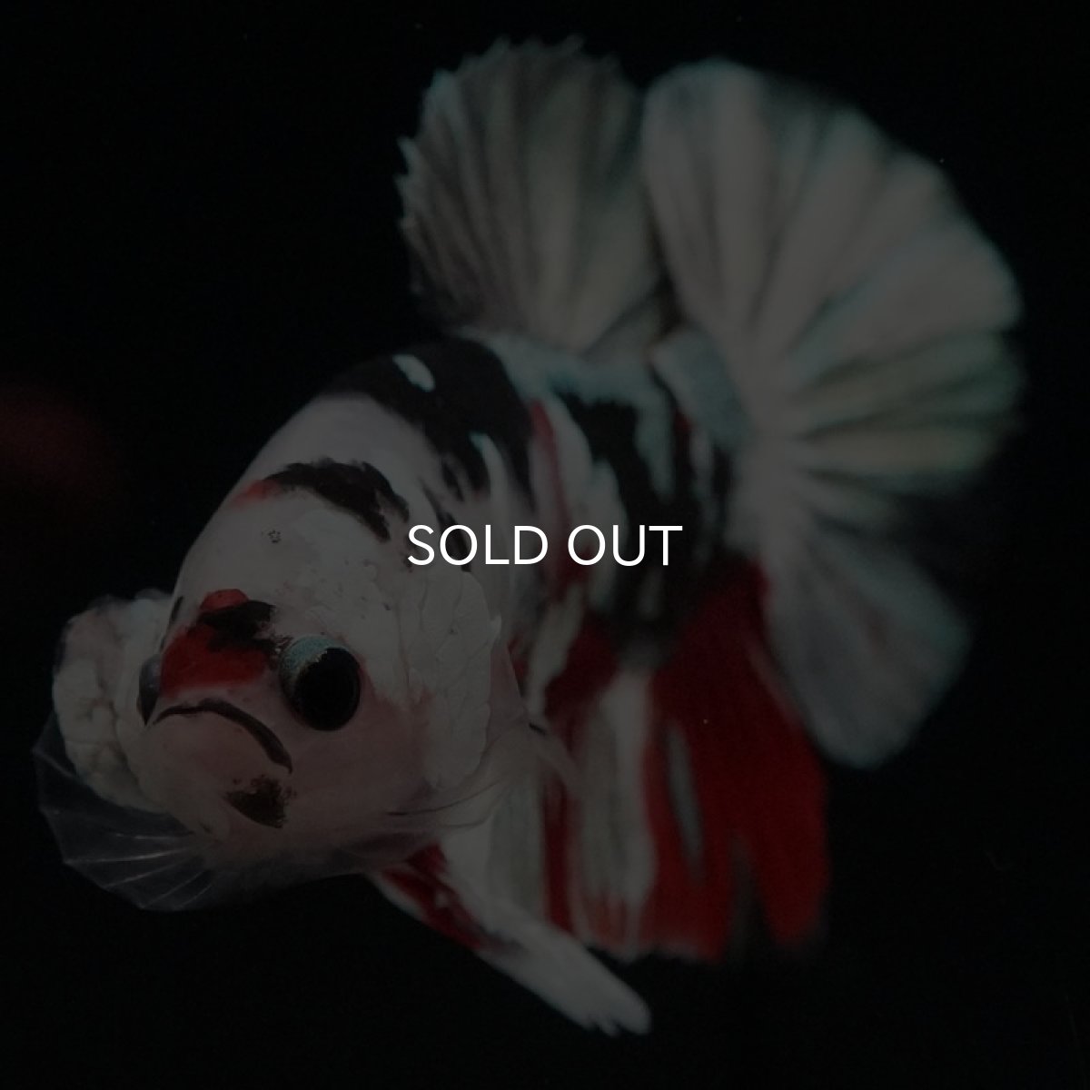 画像2: HMPK　鯉カッパー (2)