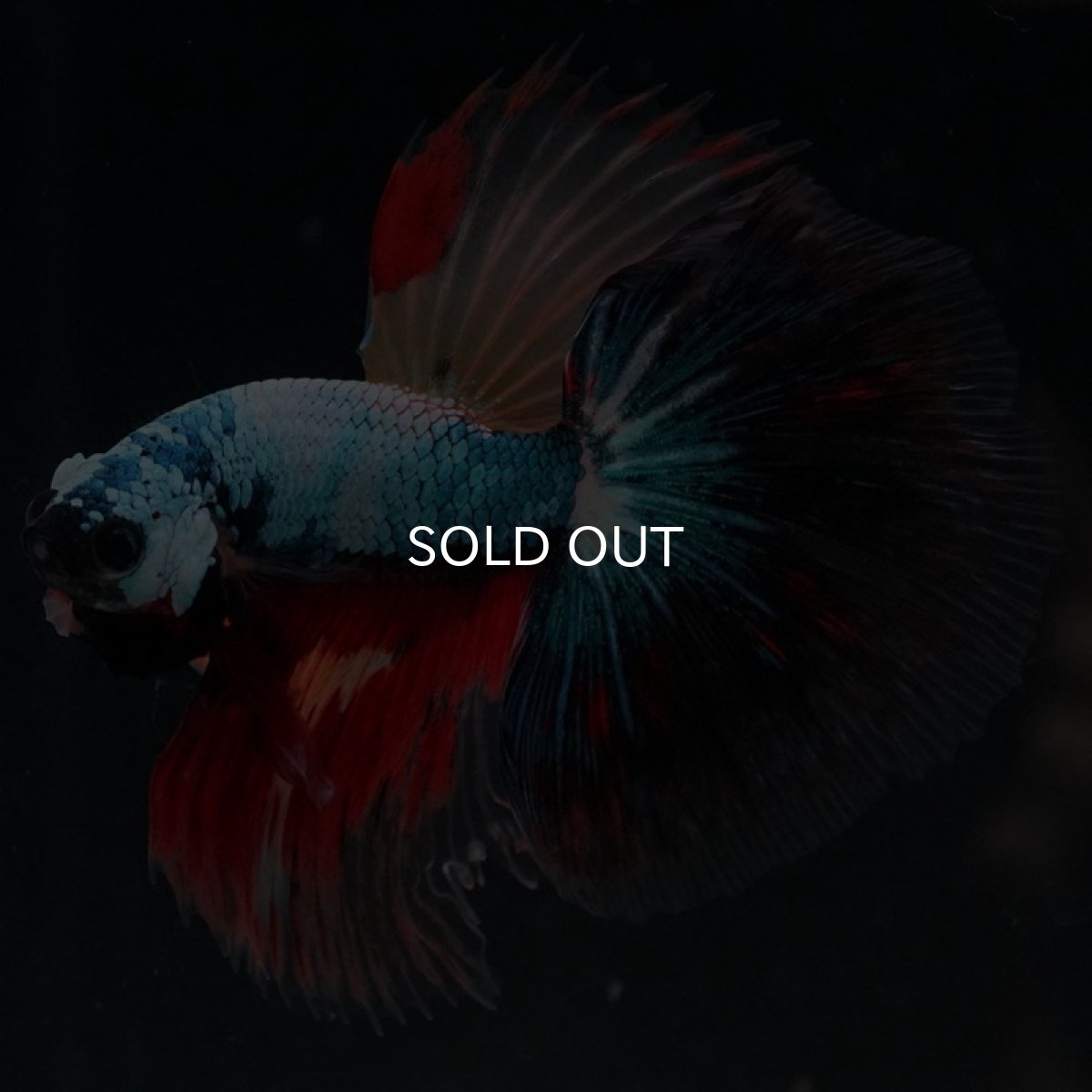 画像4: HM　ブラックキャンディ (4)