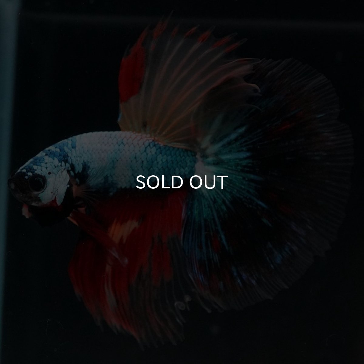 画像6: HM　ブラックキャンディ (6)