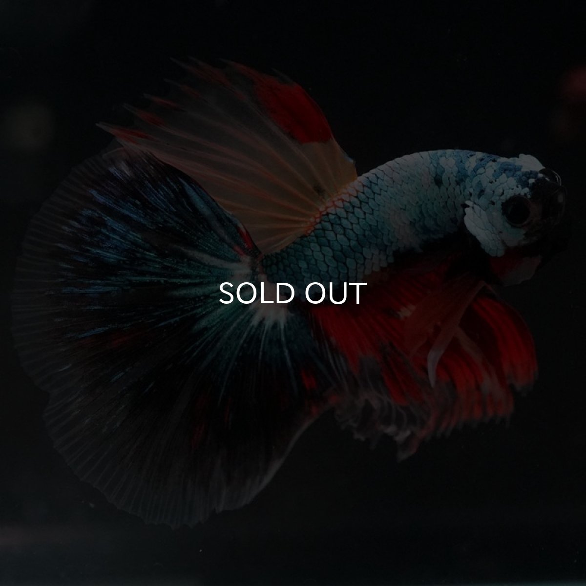 画像5: HM　ブラックキャンディ (5)