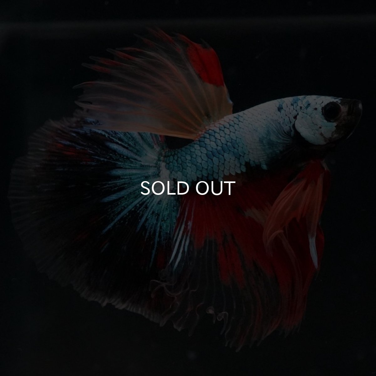 画像2: HM　ブラックキャンディ (2)