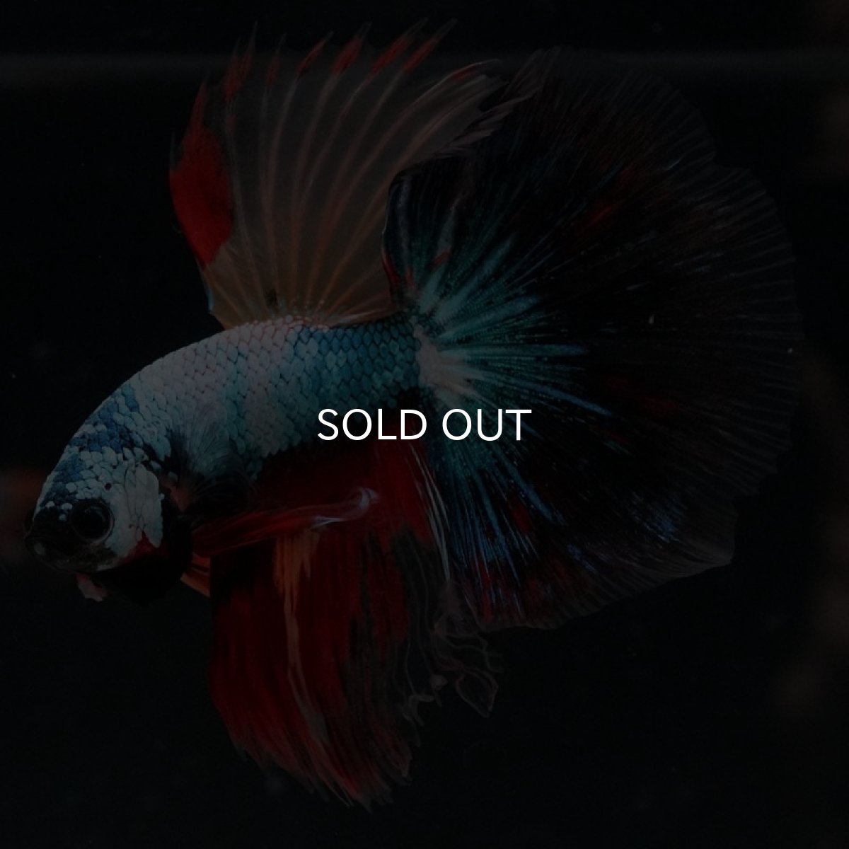 画像3: HM　ブラックキャンディ (3)