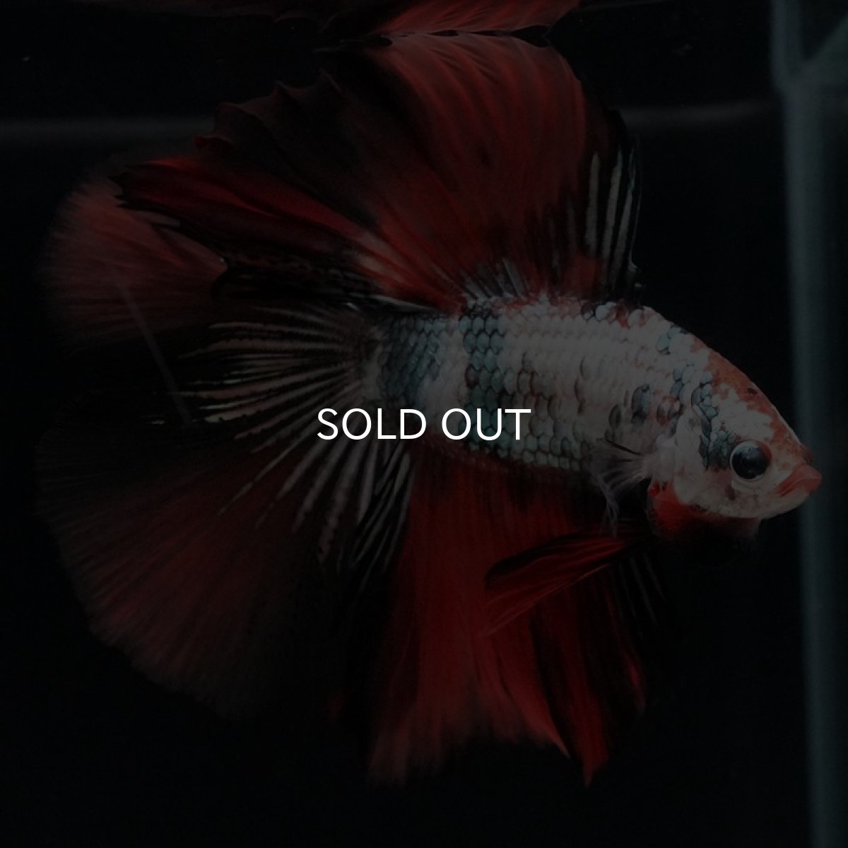 画像3: DTHM　キャンディカッパー (3)