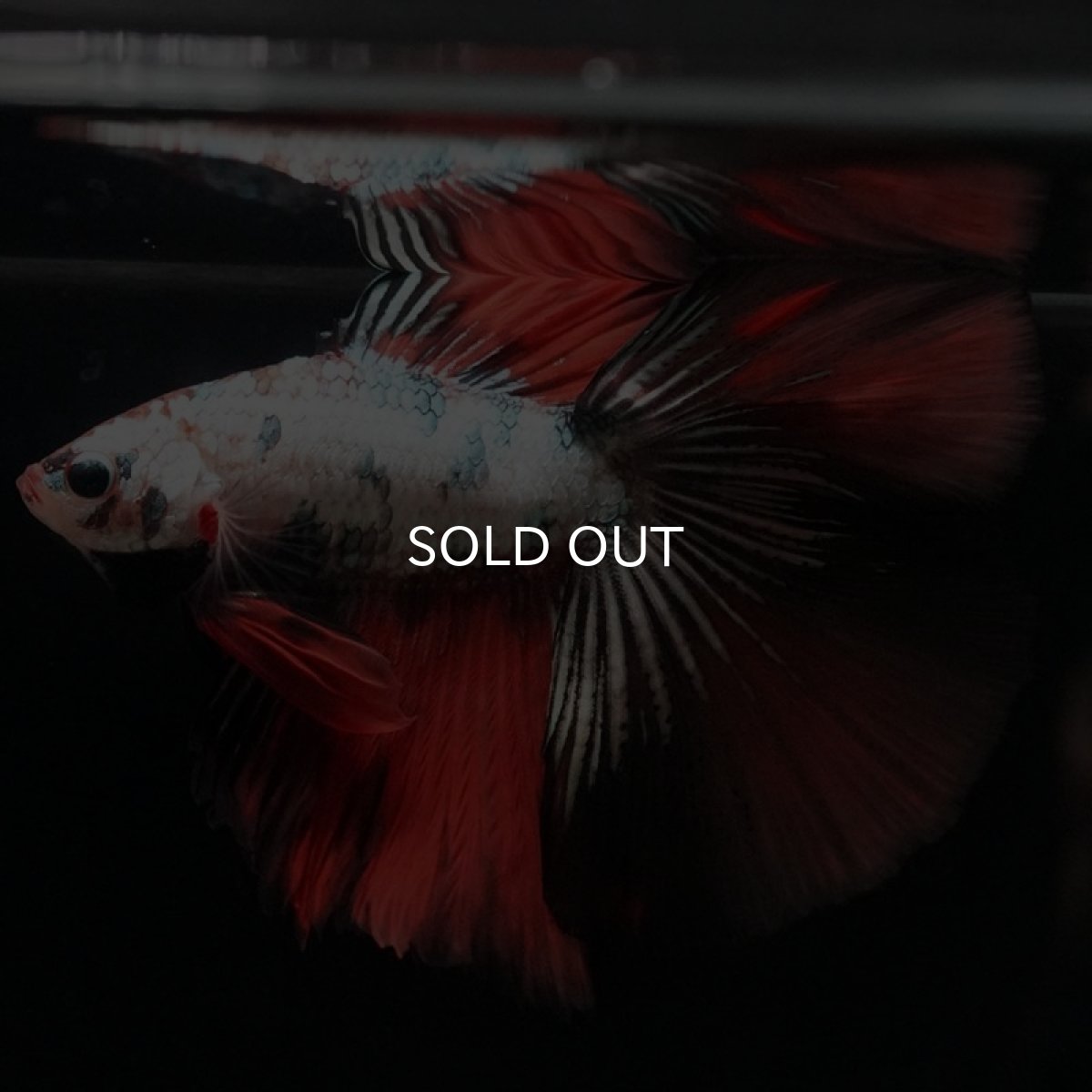 画像5: DTHM　キャンディカッパー (5)