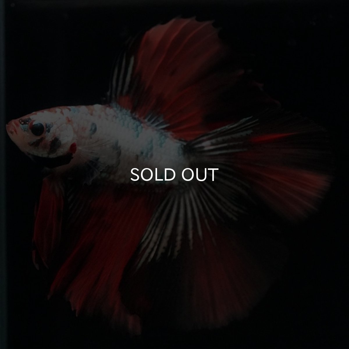 画像2: DTHM　キャンディカッパー (2)