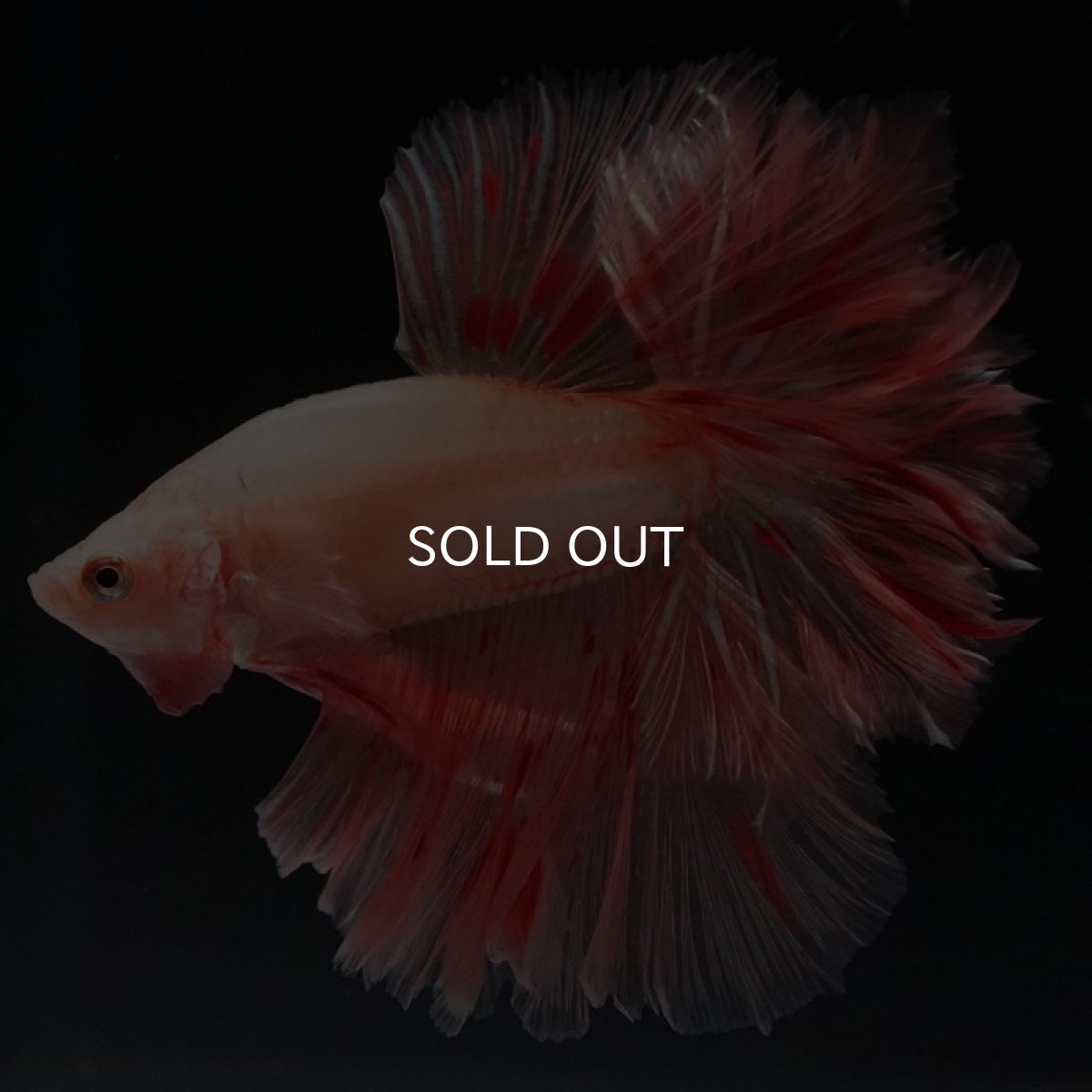 画像2: HM アルマゲドン フェザーテール (2)