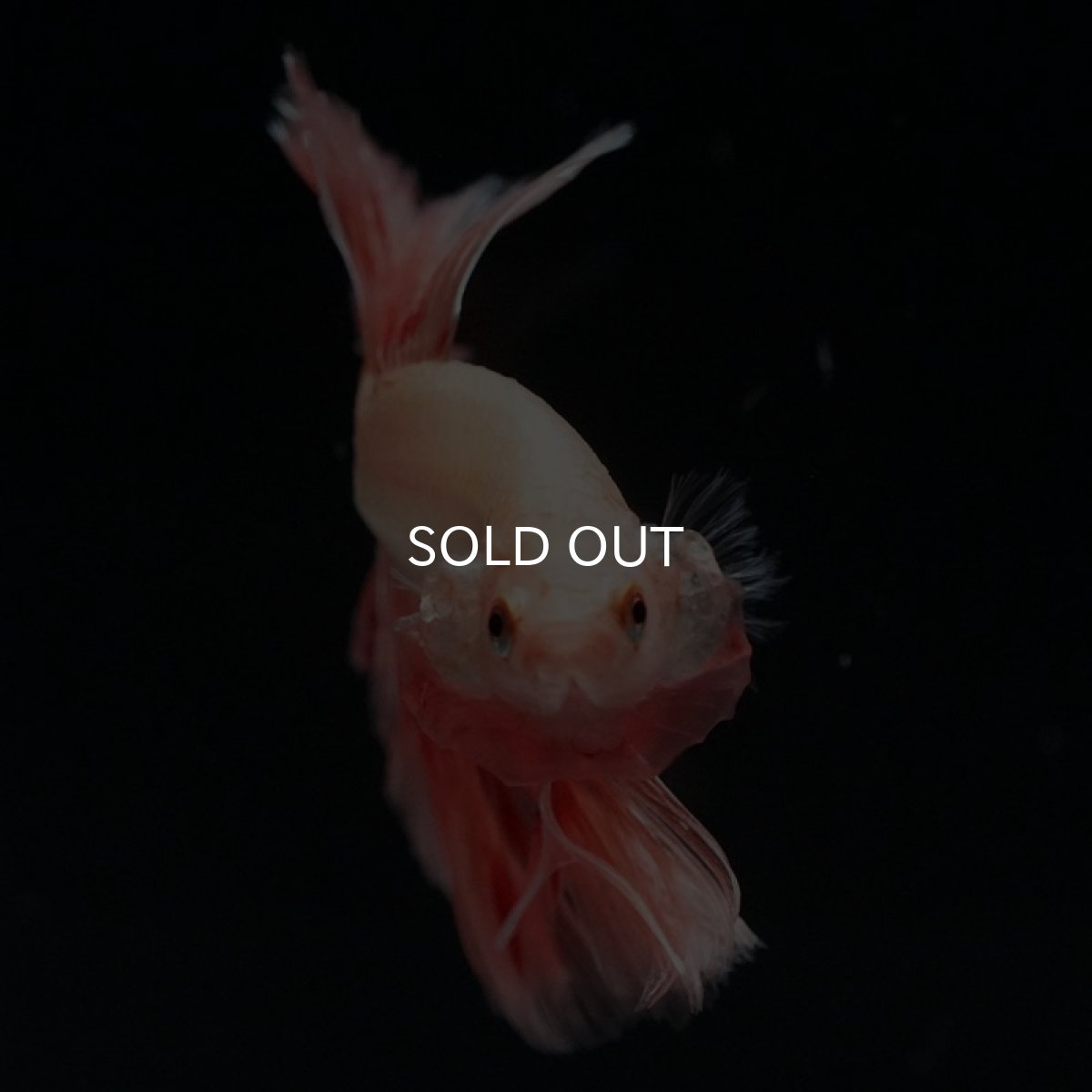 画像3: HM アルマゲドン フェザーテール (3)