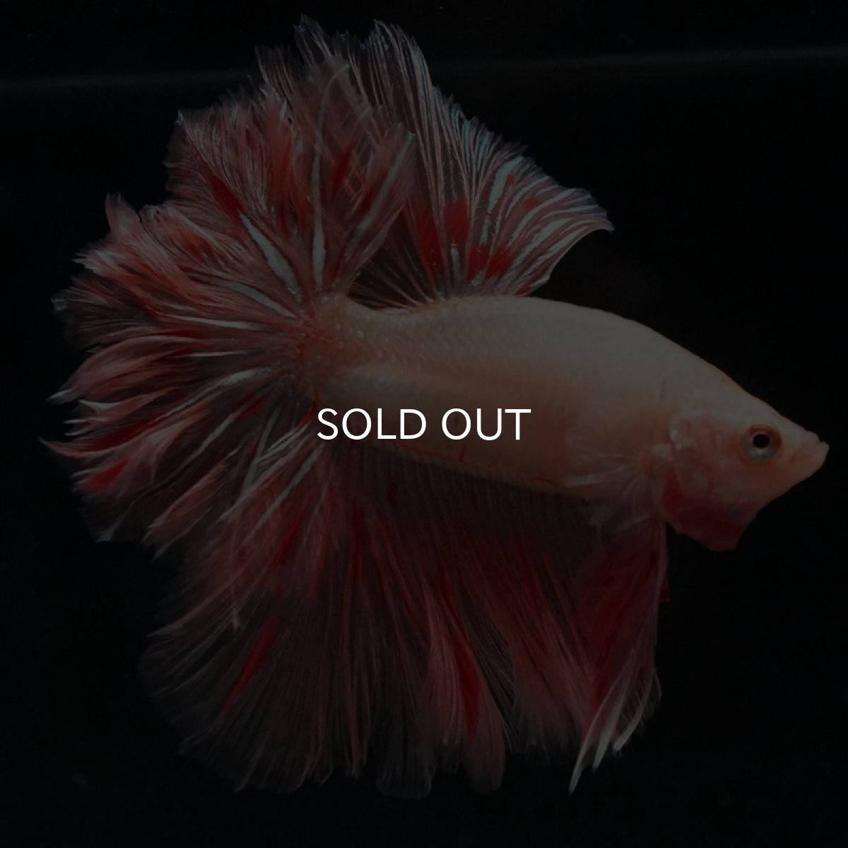 画像4: HM アルマゲドン フェザーテール (4)